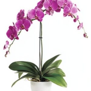 Mother's Day 2026 #21