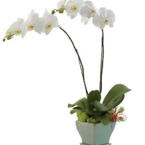 Mother's Day 2026 #22