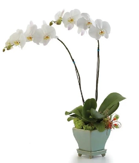 Mother's Day 2026 #22