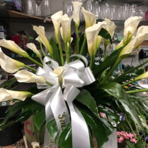 Calla Lily Arrangement